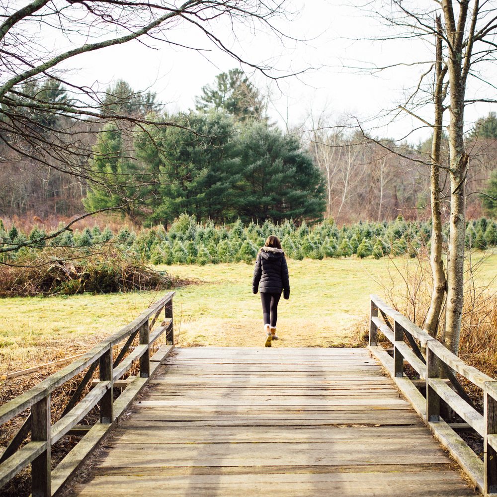 Maple Hollow Farm - Don't miss the field in the back, across the picturesque bridget. - Christmas Trees Near Me - New Hartford, Connecticut