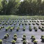 Photo of Shady Hill Greenhouse & Nursery
