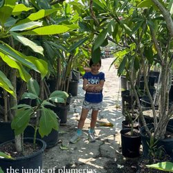 Williams St Nursery & Landscaping