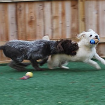 The Claridge Pet Resort - give me that toy ! - Pet Sitting Near Me - Collierville, Tennessee The Claridge Pet Resort - give me that toy ! - Pet Sitting Near Me - Collierville, Tennessee
