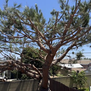 Oscar's Tree Service - After - Tree Services Near Me