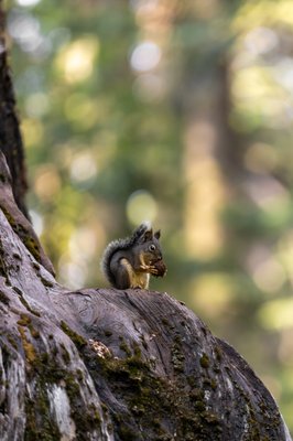 Calaveras Big Trees State Park by null