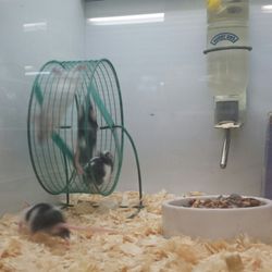 Pet Corral Nutrition Care & Supply Depot - I could watch these guys all day!
