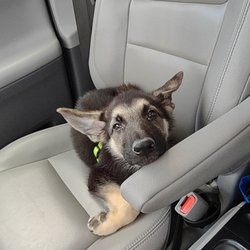 Petland Rockford - Picking him up from the vet