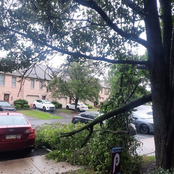 D & S Tree Service - Before - Tree Services Near Me - Hummelstown, Pennsylvania