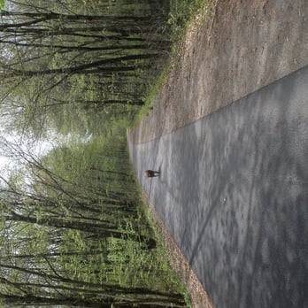 Windham Rail Trail - my dog on winding trail - Hiking Near Me - Windham, New Hampshire