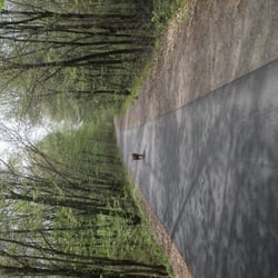 Windham Rail Trail - My dog on winding trail