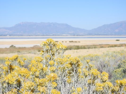 Antelope Island by null