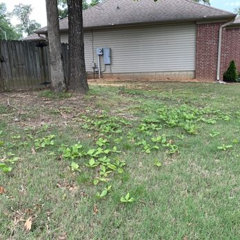 TruGreen Lawn Care - Broadleaf weeds throughout the yard also. Best I can tell, there are more than 10 different kinds of weeds. - Tree Services Near Me - Little Rock, Arkansas TruGreen Lawn Care - Broadleaf weeds throughout the yard also. Best I can tell, there are more than 10 different kinds of weeds. - Tree Services Near Me - Little Rock, Arkansas
