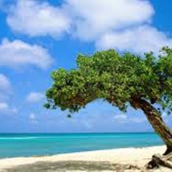Business Travel & Tours - Aruba