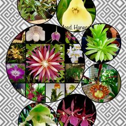 Goin To Pot Orchids and Repotting Service