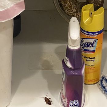 Gateway Apartment Homes - Cockroach - Apartments Near Me - Orange, California