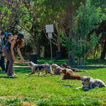 Vibrant K9 - Group class - Pet Training Near Me Vibrant K9 - Group class - Pet Training Near Me