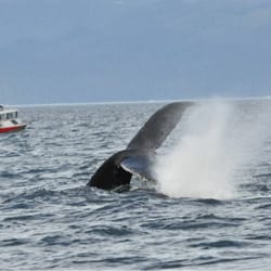 Unique Travel Planners - Humpback whales in Hoonah Alaska. We saw dozens!
