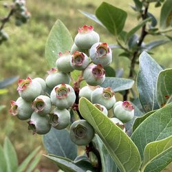 Pure Earth Organic Farm, LLC