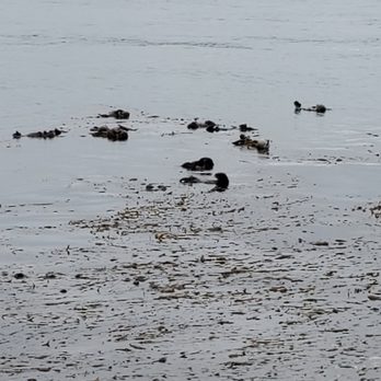 Morro Bay Rock - Sea otters abound just in front of the Morrow Bay Rock at low tide - Beaches Near Me - Morro Bay, California Morro Bay Rock - Sea otters abound just in front of the Morrow Bay Rock at low tide - Beaches Near Me - Morro Bay, California