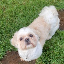 Loving Paws Dog Boarding & Daycare