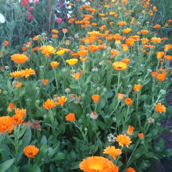 KC Flowers - Florists Near Me - Galt, California KC Flowers - Florists Near Me - Galt, California