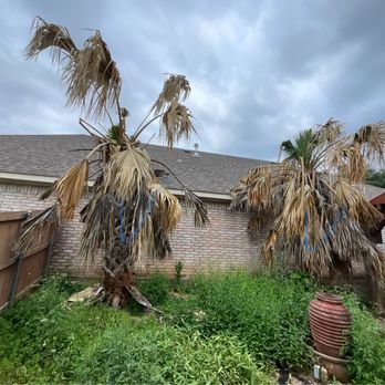 Live Oak Tree Service - Before - Tree Services Near Me - Dallas, Texas Live Oak Tree Service - Before - Tree Services Near Me - Dallas, Texas