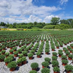 Jim Girard Landscape Maintenance - Mum Field 2026