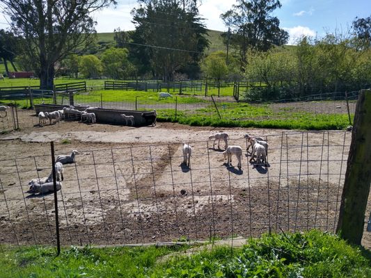 Toluma Farms & Tomales Farmstead Creamery by null