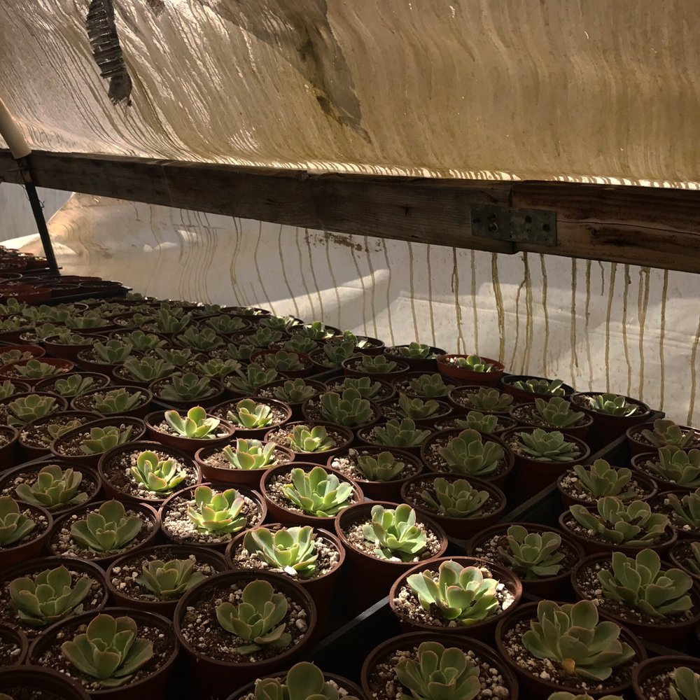 Rojas Succulents and Cacti - Nurseries & Gardening Near Me - Fallbrook, California