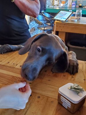 Doghaus Brewery by null