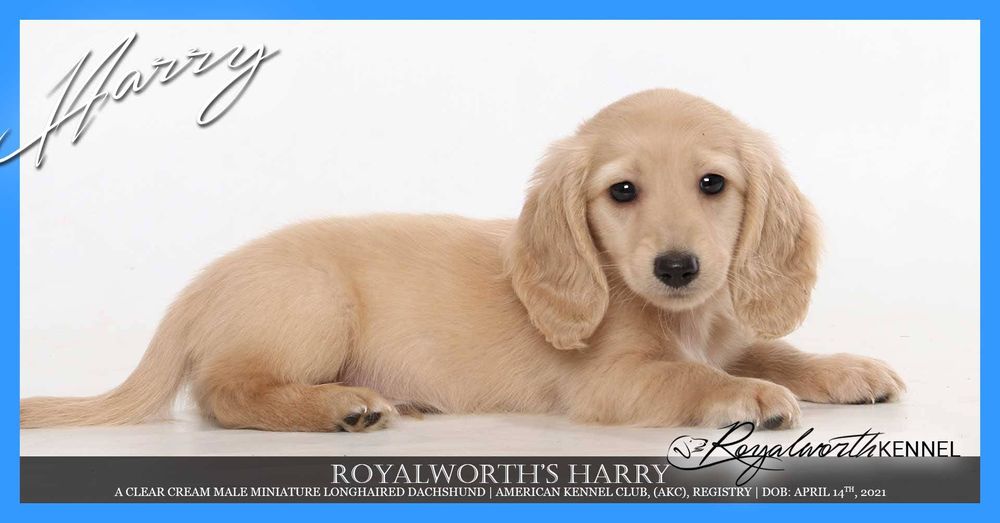 Royalworth Kennel Image
