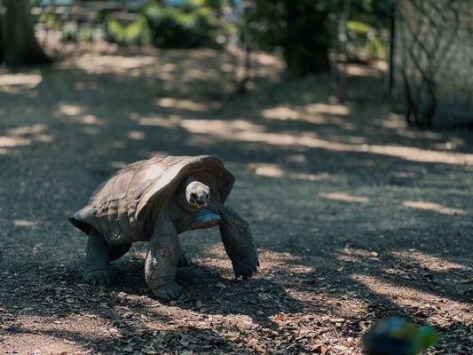 Fort Worth Zoo by null