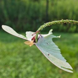 Old Bridge Waterfront Park - Luna moth
