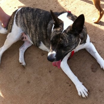 Dog Spot Dog Park - Dog Parks Near Me - Madison, Alabama Dog Spot Dog Park - Dog Parks Near Me - Madison, Alabama