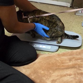 SoCal TeleVet - Conchita getting her weight checked - Veterinarians Near Me