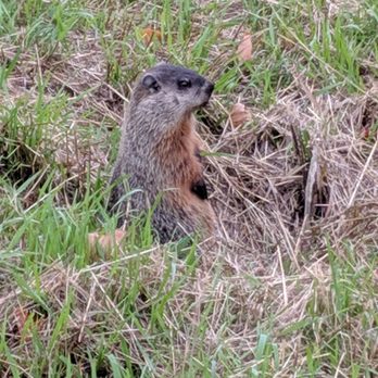 Hog's Back Falls Park - Groundhog - Parks Near Me - Ottawa, Ontario