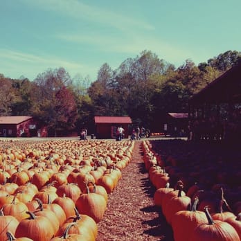 Burt's Pumpkin Farm - They call this a pumpkin patch. - Fruits & Veggies Near Me - Dawsonville, Georgia Burt's Pumpkin Farm - They call this a pumpkin patch. - Fruits & Veggies Near Me - Dawsonville, Georgia