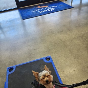 Zoom Room Dog Training - Pet Training Near Me - Cary, North Carolina