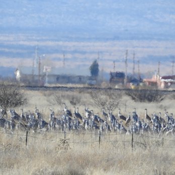 Cochise Lake - Sandhill Crane - Lakes Near Me - Willcox, Arizona