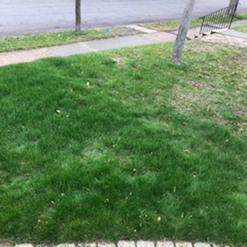 Organic Lawns by Lunseth - Another view of how green our grass is with Organic Lawns by Lunseth - Lawn Services Near Me - Bloomington, Minnesota Organic Lawns by Lunseth - Another view of how green our grass is with Organic Lawns by Lunseth - Lawn Services Near Me - Bloomington, Minnesota