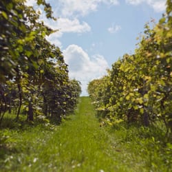 Vincent's Vineyard
