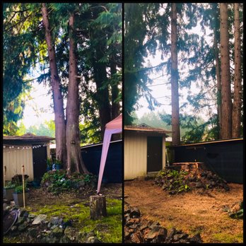 Roots Tree Services - Cedar removal - Tree Services Near Me
