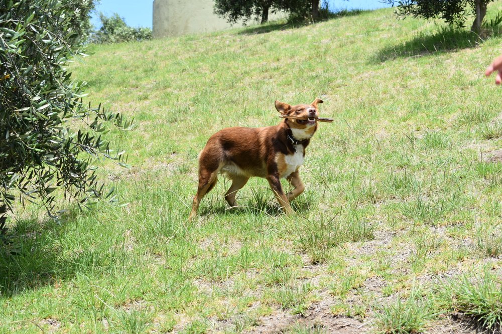 THE CUPS ESTATE Updated August 2024 15 Photos 269 Browns Rd, Fingal Victoria, Australia