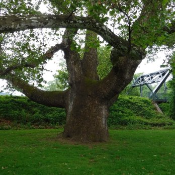 Pinchot Sycamore Tree Park - Parks Near Me - Simsbury, Connecticut