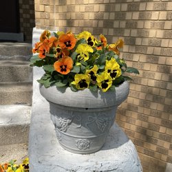 Prospect Florist - Pansies