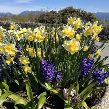 Bloedel Conservatory - Botanical Gardens Near Me - Vancouver, British Columbia
