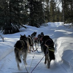 Fairbanks Dogsled Rides with Two Rivers Trailblazers - Dog rides