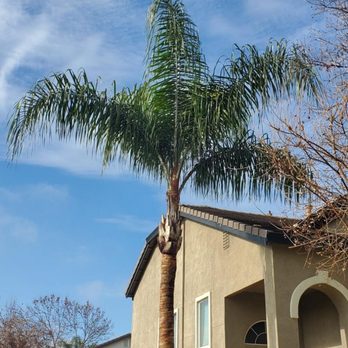 JP's Palms Trimming - AFTER - Tree Services Near Me - Tracy, California