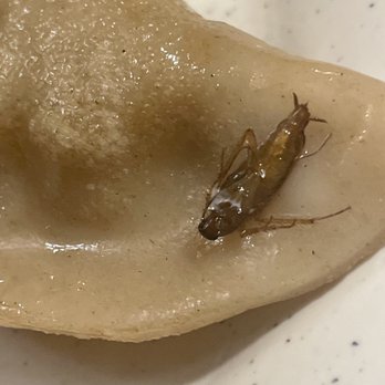 Dynasty Buffet - a small insect on a ravierole - Buffets Near Me - Valparaiso, Indiana