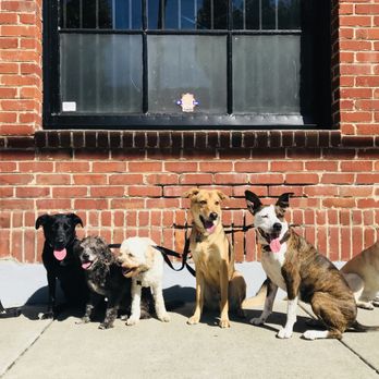 Canine Comprehensive - On leash pack walks to practice being out and about in the city and socialize in a calm group. - Dog Walkers Near Me Canine Comprehensive - On leash pack walks to practice being out and about in the city and socialize in a calm group. - Dog Walkers Near Me