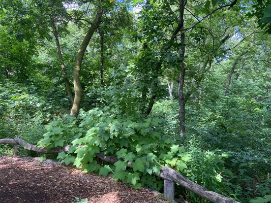 Hallett Nature Sanctuary by null