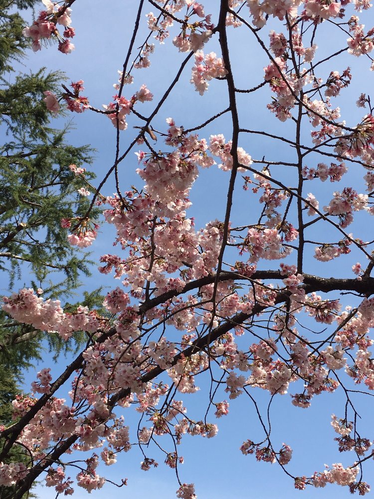 tamagawanogemachikoen