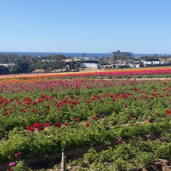 The Flower Fields - Venues & Event Spaces Near Me - Carlsbad, California The Flower Fields - Venues & Event Spaces Near Me - Carlsbad, California